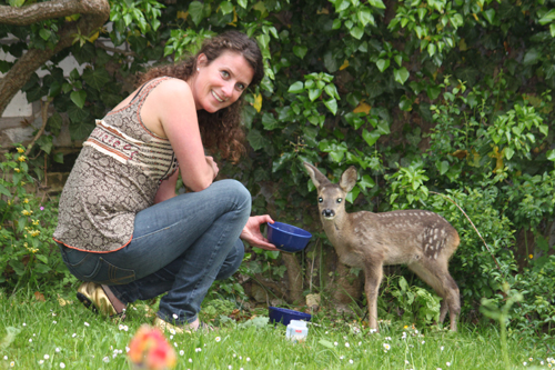 Bambi in de achtertuin