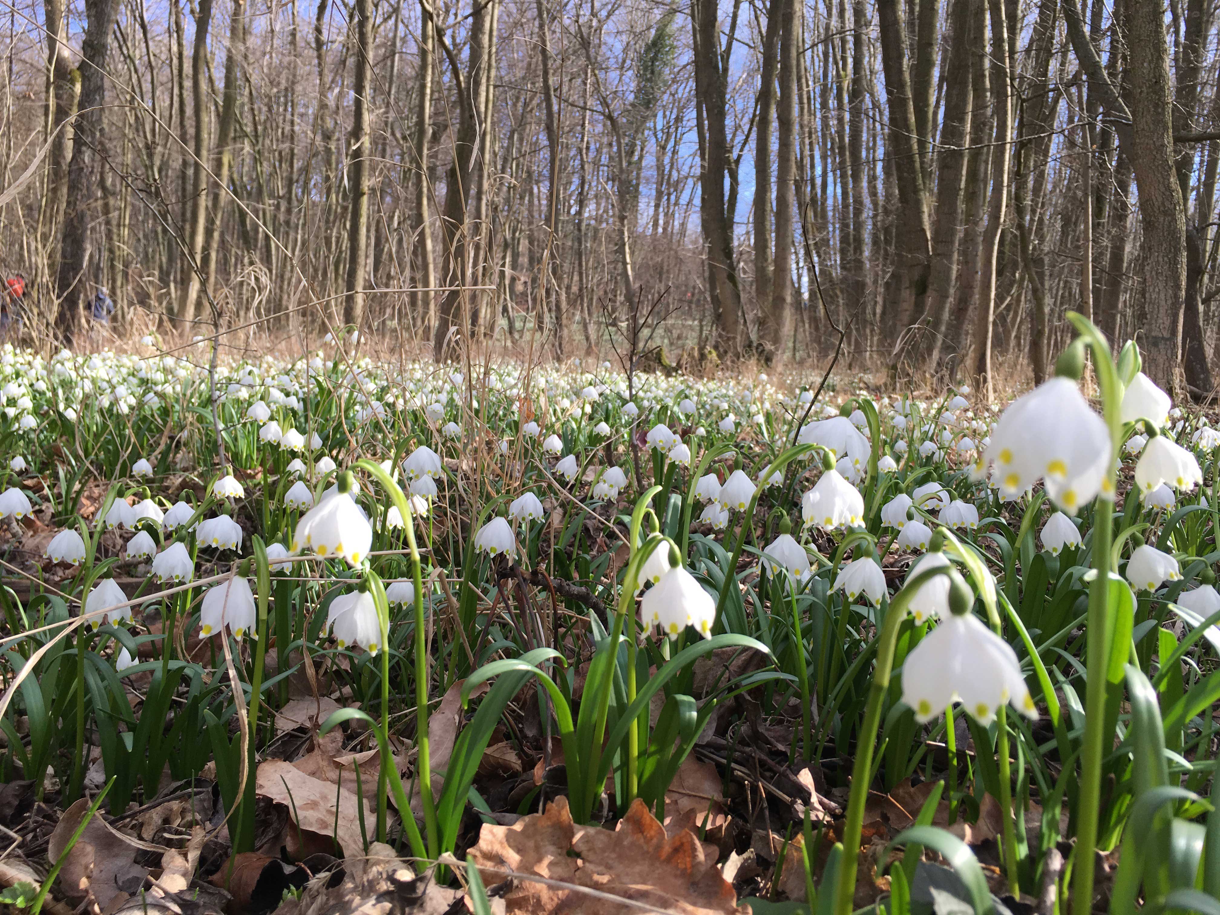 Märzenbecherwald Ettenstatt