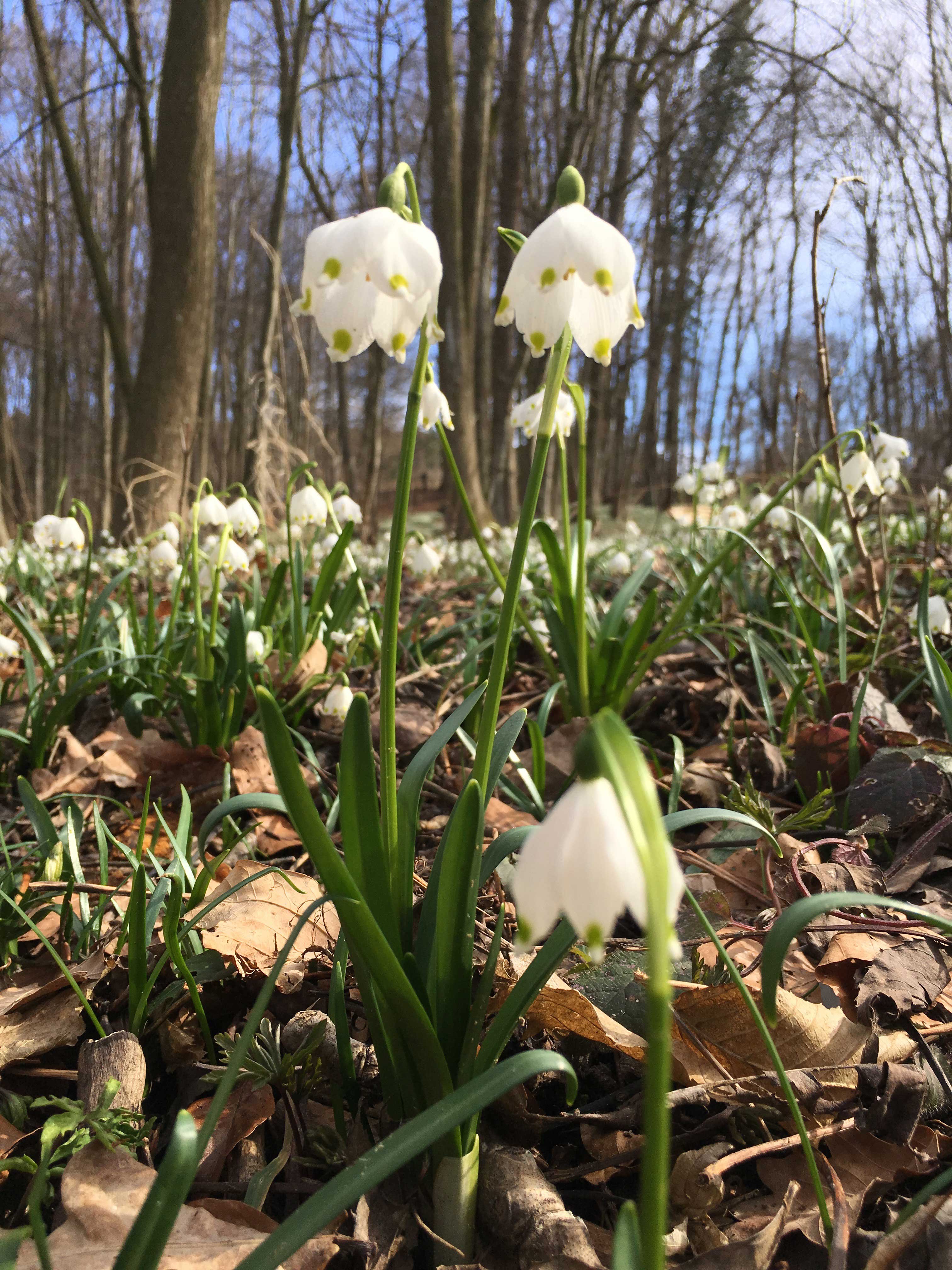 Märzenbecherwald Ettenstatt