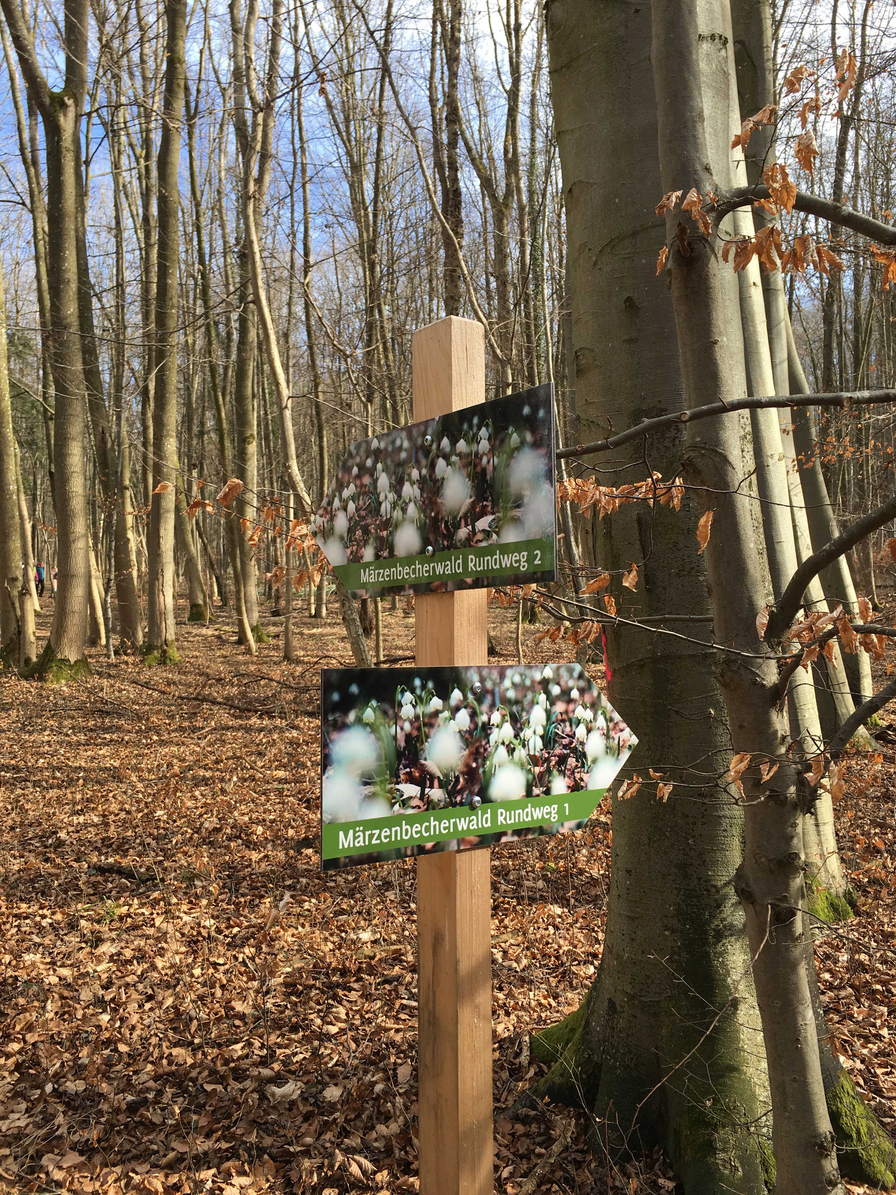 Märzenbecherwald Ettenstatt