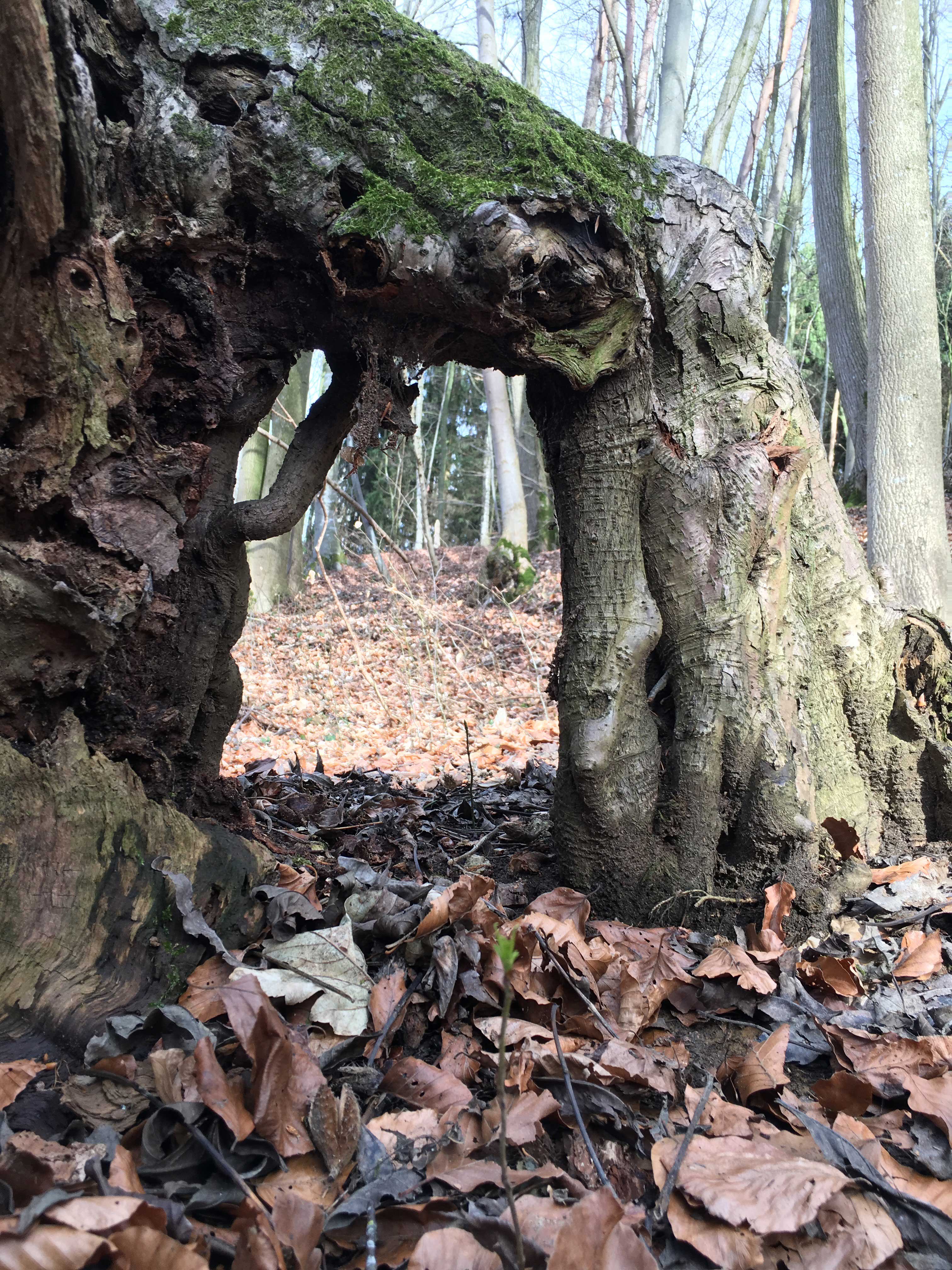 Märzenbecherwald Ettenstatt