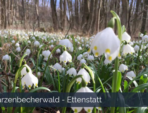 Märzenbecherwald Ettenstatt