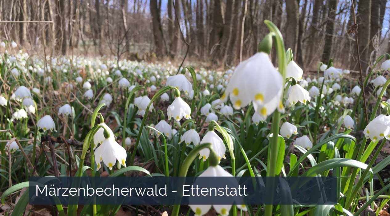 Märzenbecherwald Ettenstatt