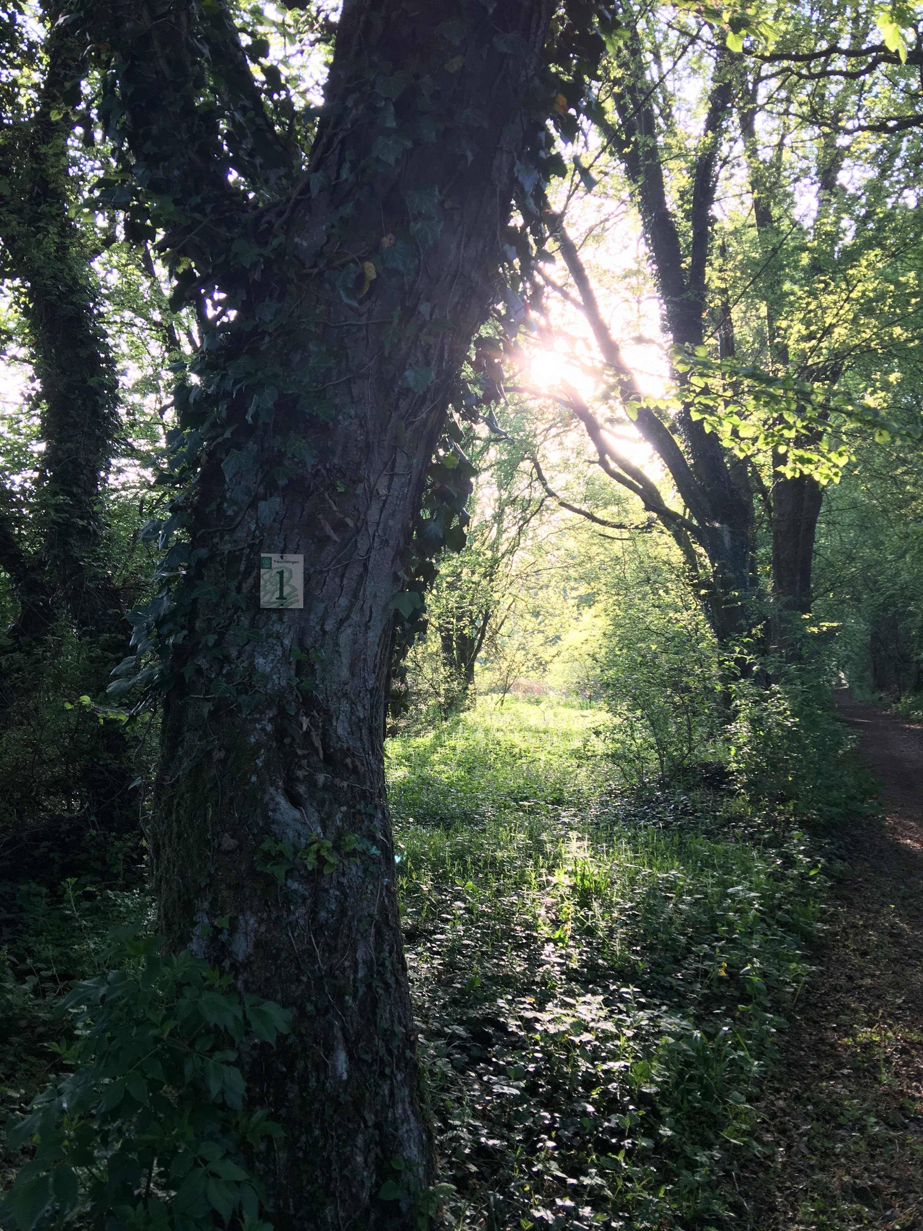 Wandelen door een verlaten bos