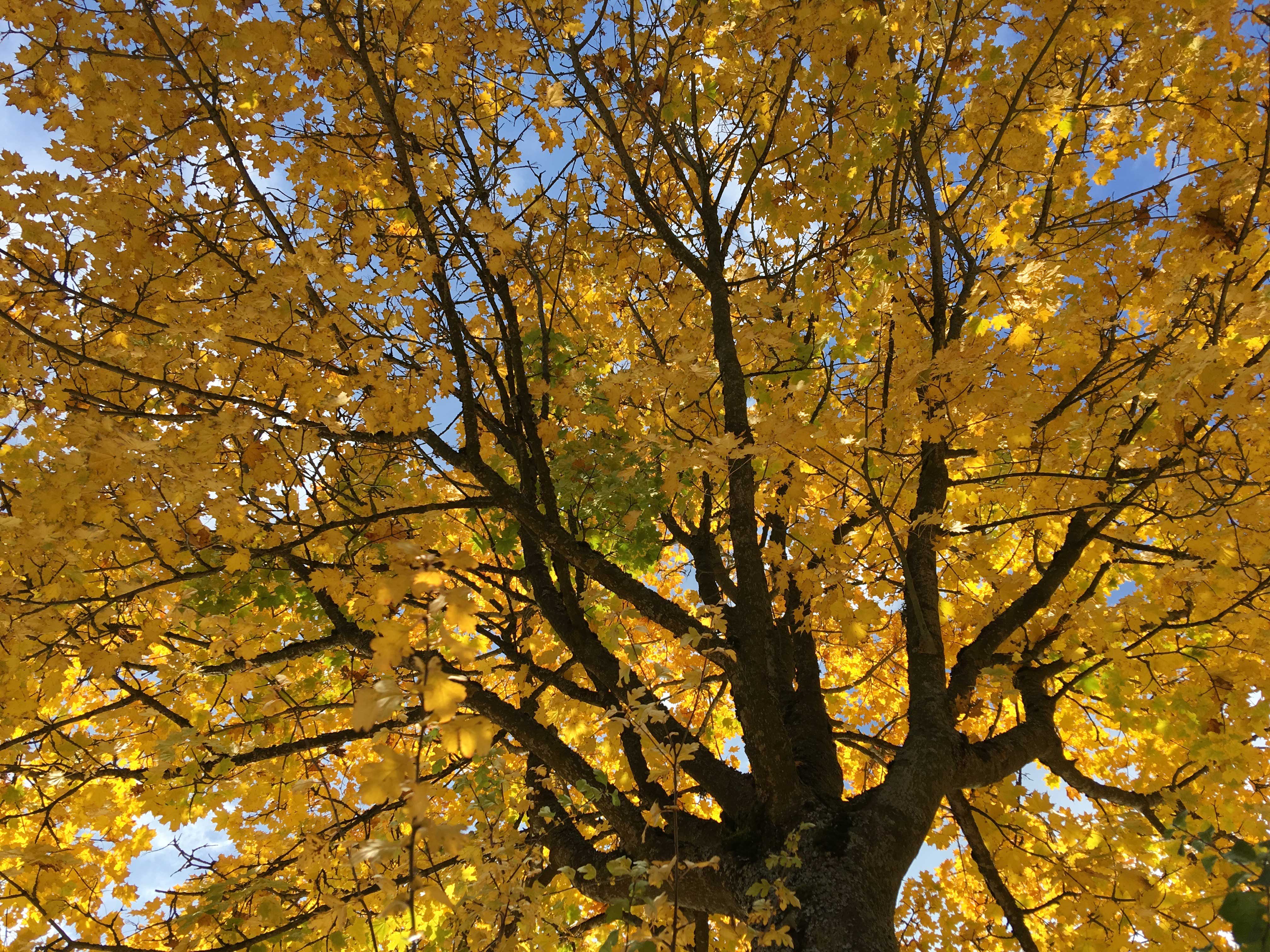 Herfst in Beieren