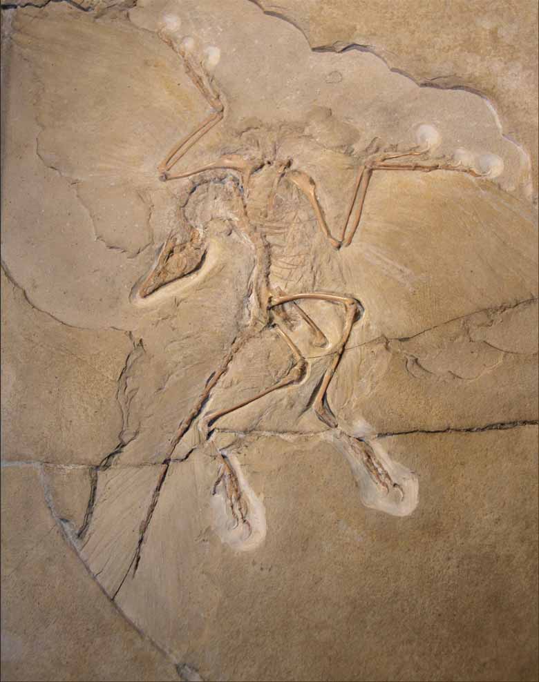 Archeopteryx