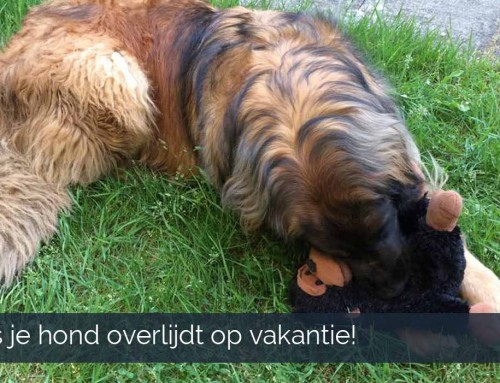 Als je hond overlijdt op vakantie – #vakantiemethondduitsland