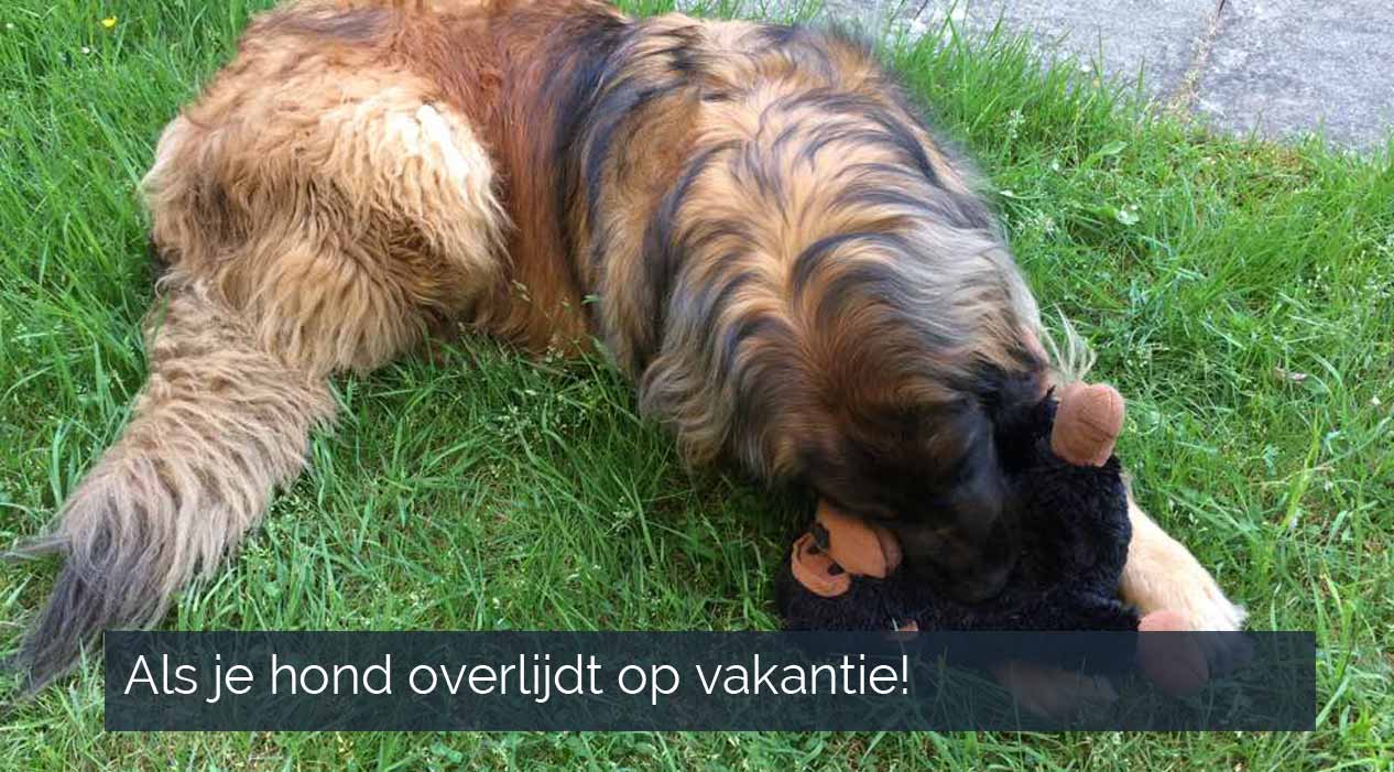 Hond overlijdt tijdens vakantie