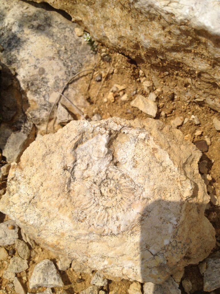 Fossielen Ammoniet